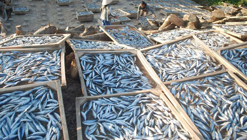 Phát hiện chất cực độc trong cá nục tại Quảng Trị
