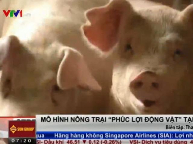 Lợn trong trang trại ở Hàn Quốc được… nghe nhạc