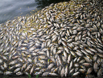 Cá chết xếp lớp dưới hồ công viên trung tâm Đà Nẵng