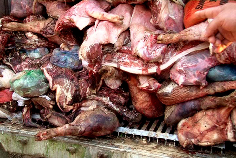 Mua 10 tấn thịt lợn chết thối mang bán kiếm lời