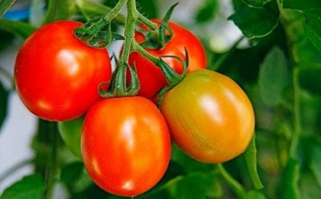 5 lưu ý tuyệt đối không làm khi ăn cà chua để tránh gây hại